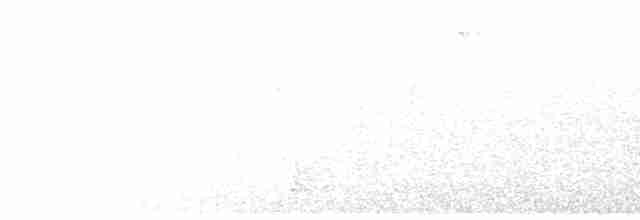 strakapoud velký [skupina major] - ML610021738