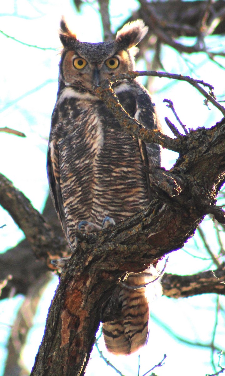 Great Horned Owl - ML610021897