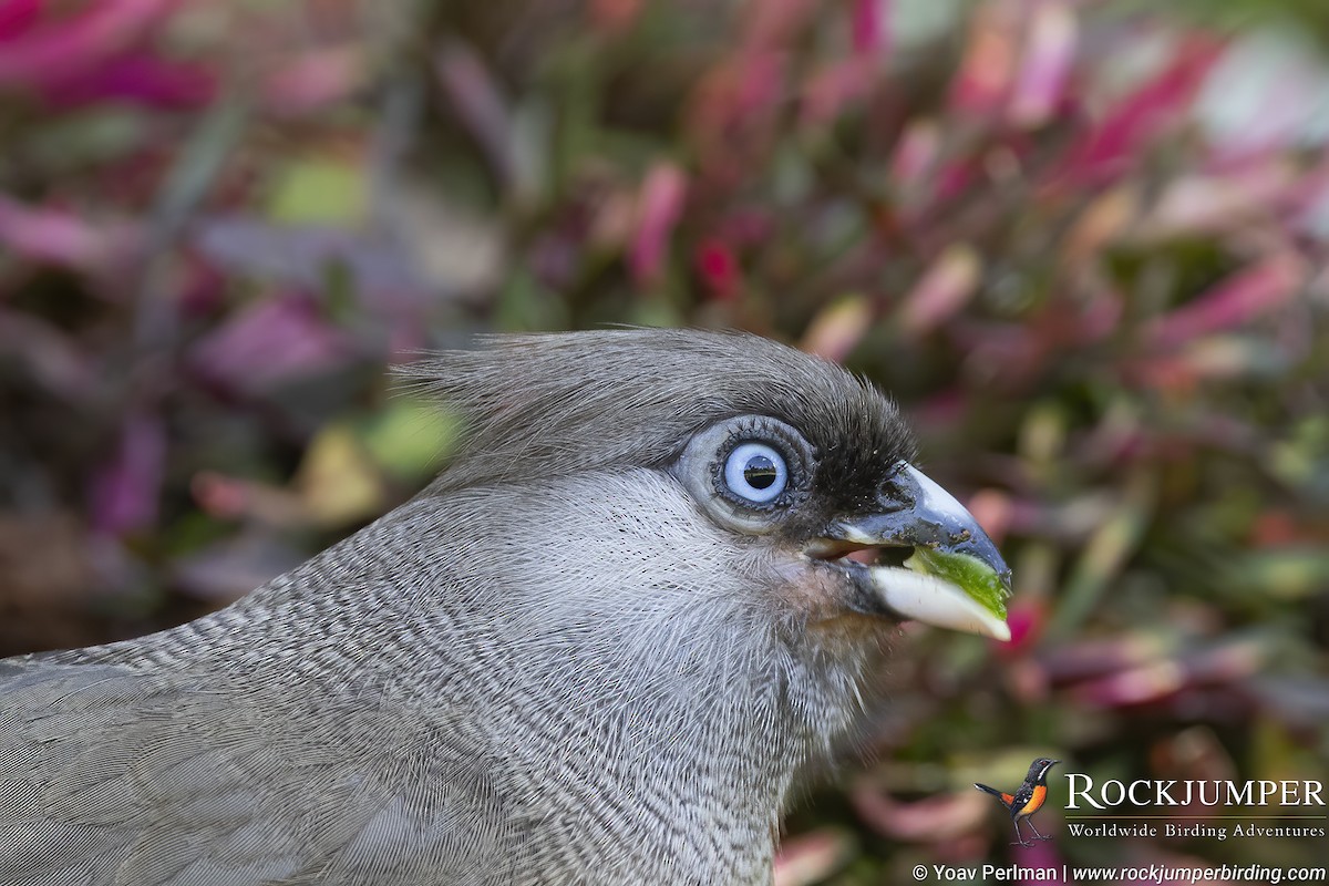 Speckled Mousebird - ML610022709