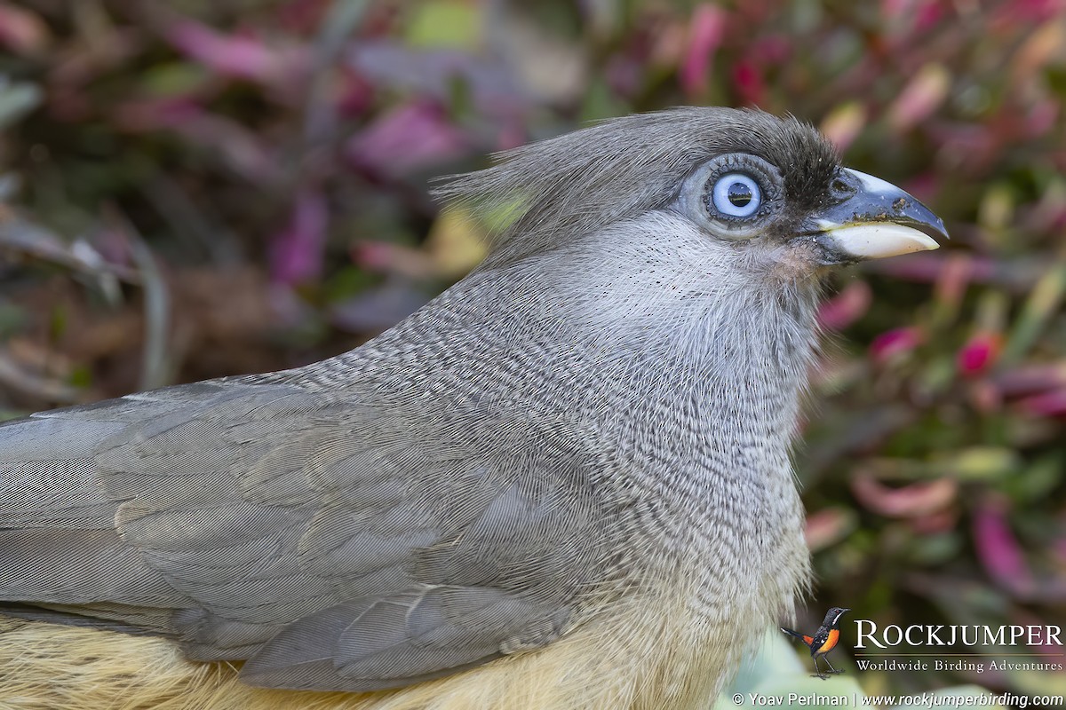 Speckled Mousebird - ML610022710