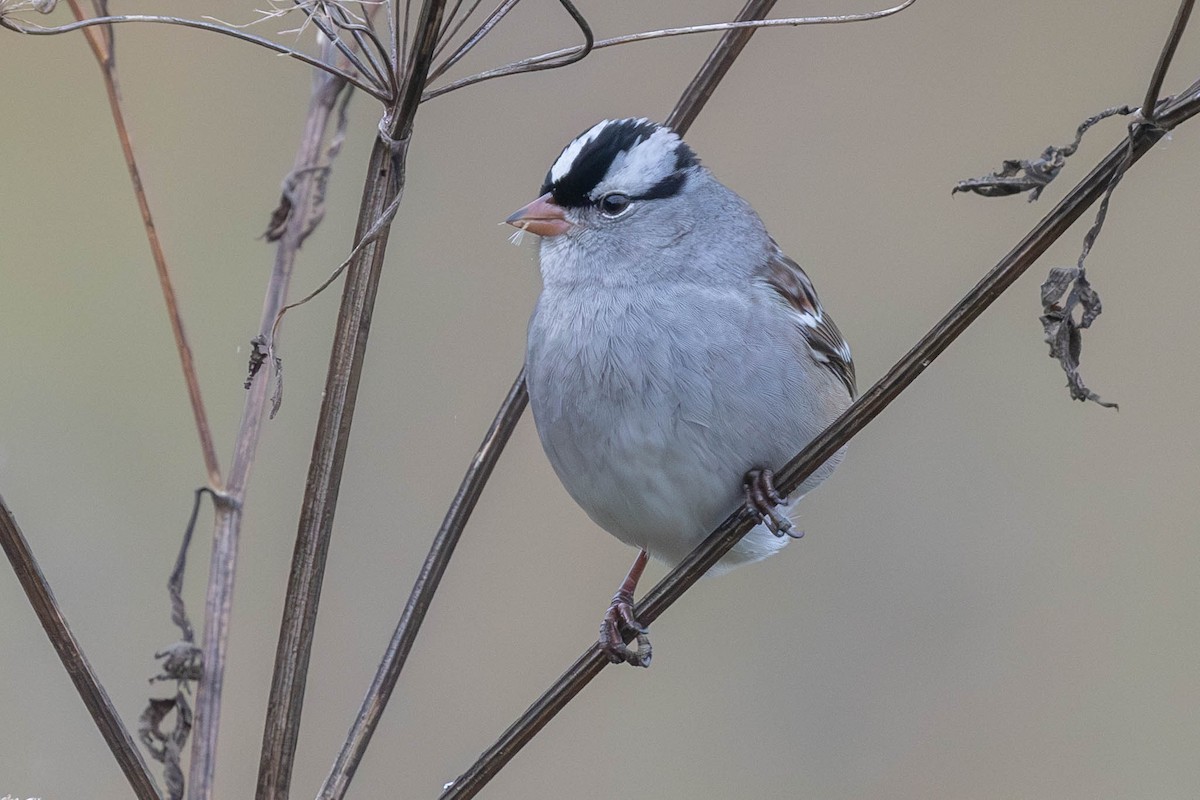 White-crowned Sparrow - ML610023014