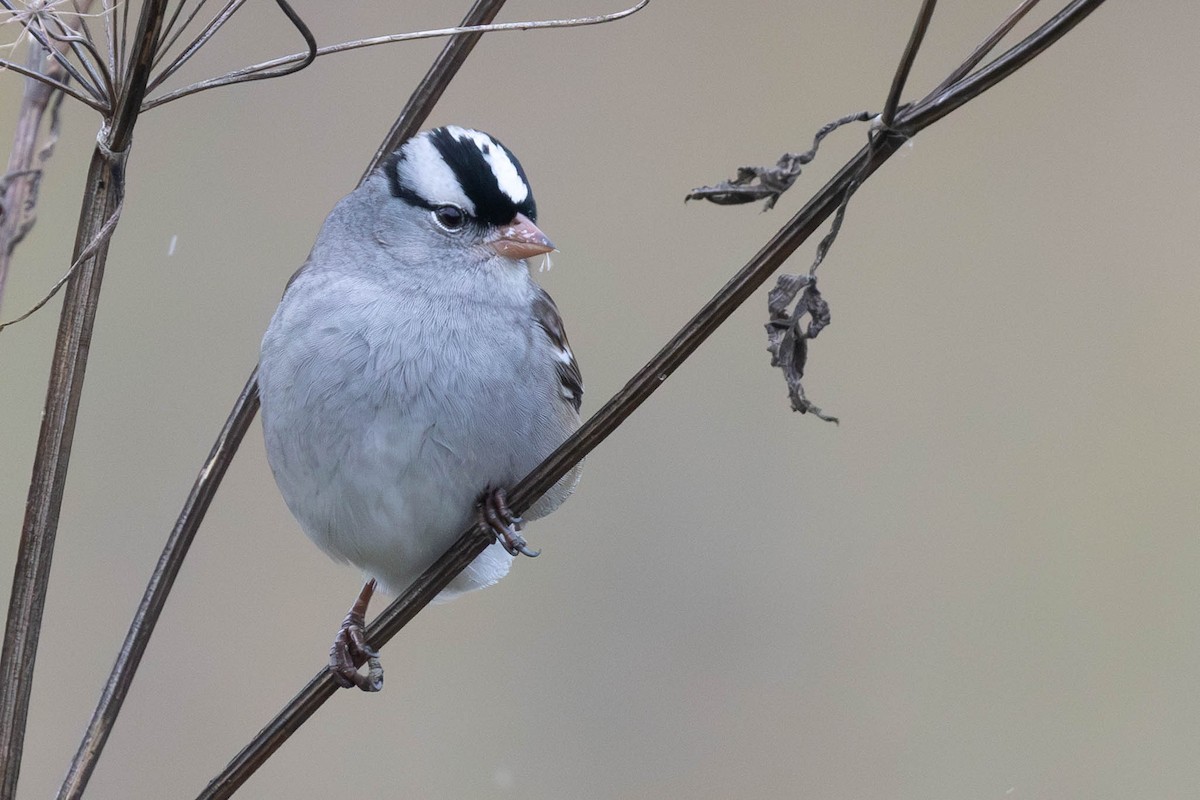 White-crowned Sparrow - ML610023015