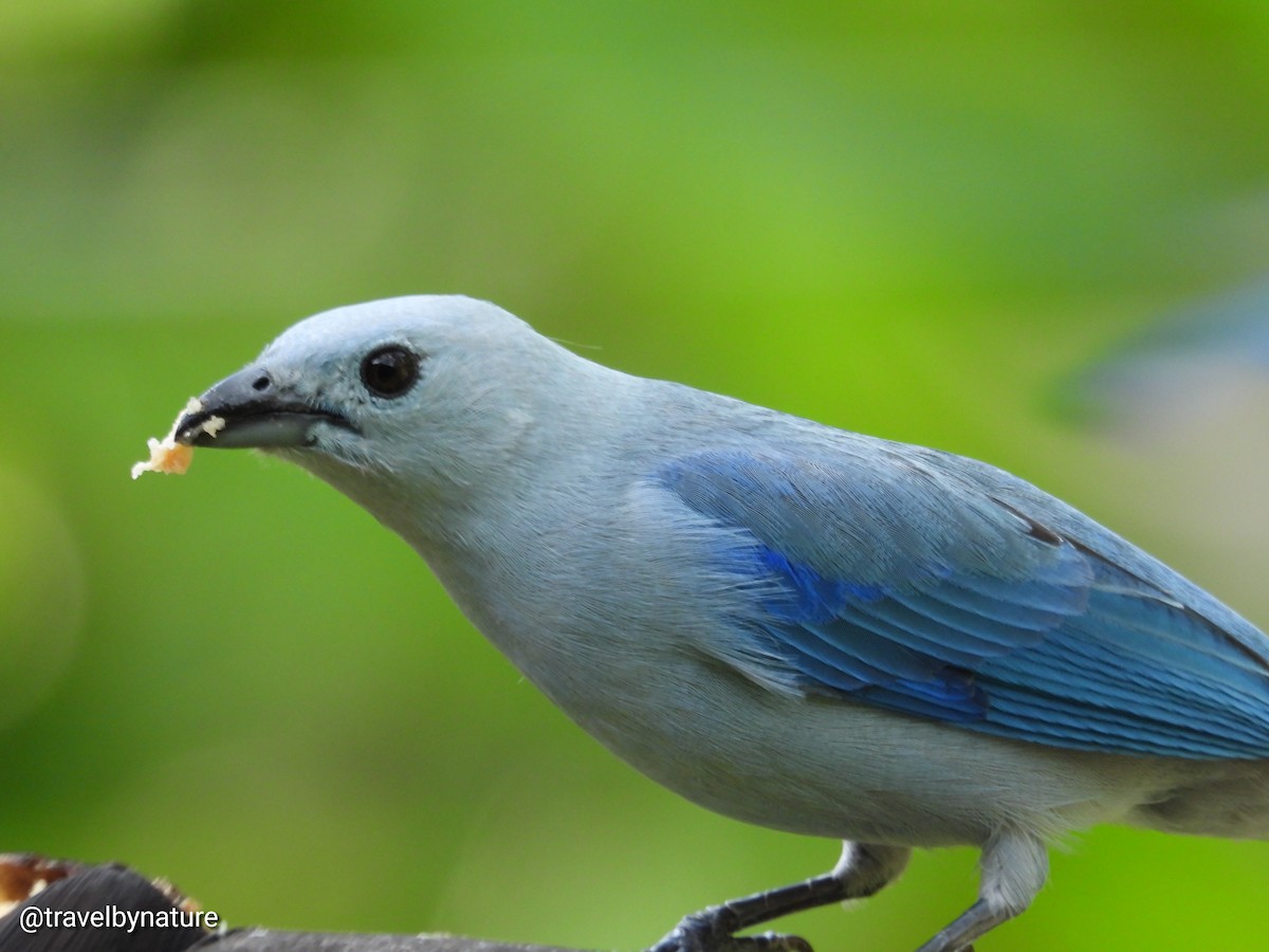 Blue-gray Tanager - ML610023232