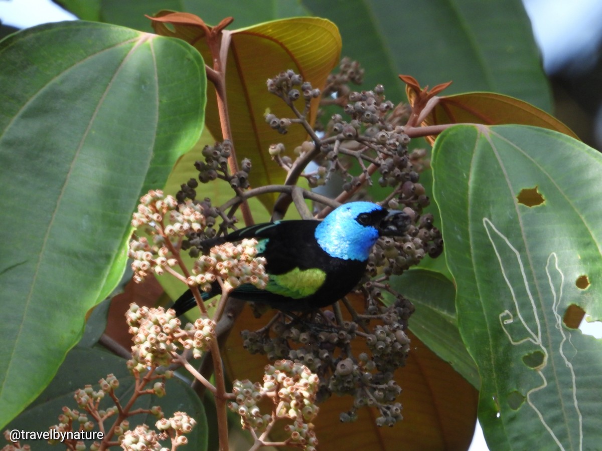 Blue-necked Tanager - ML610023256
