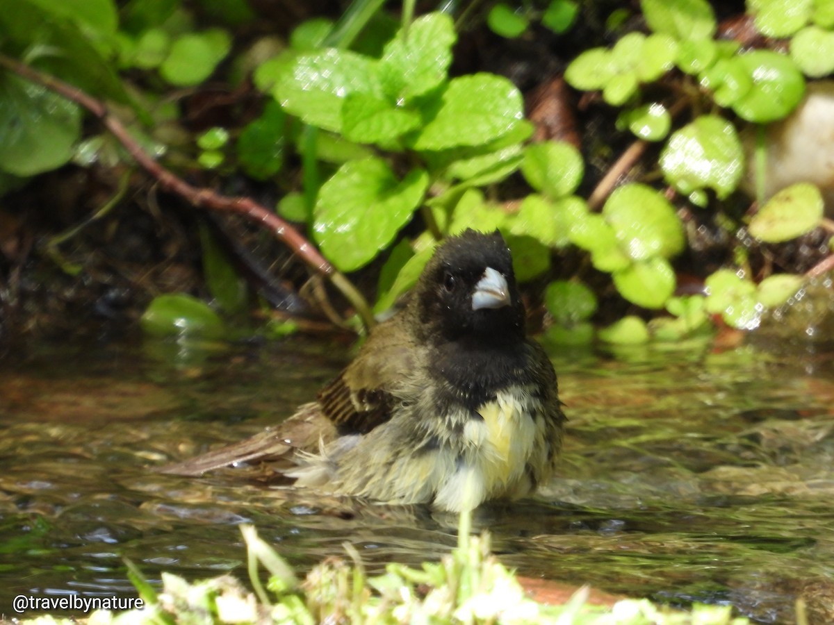 Yellow-bellied Seedeater - ML610023286