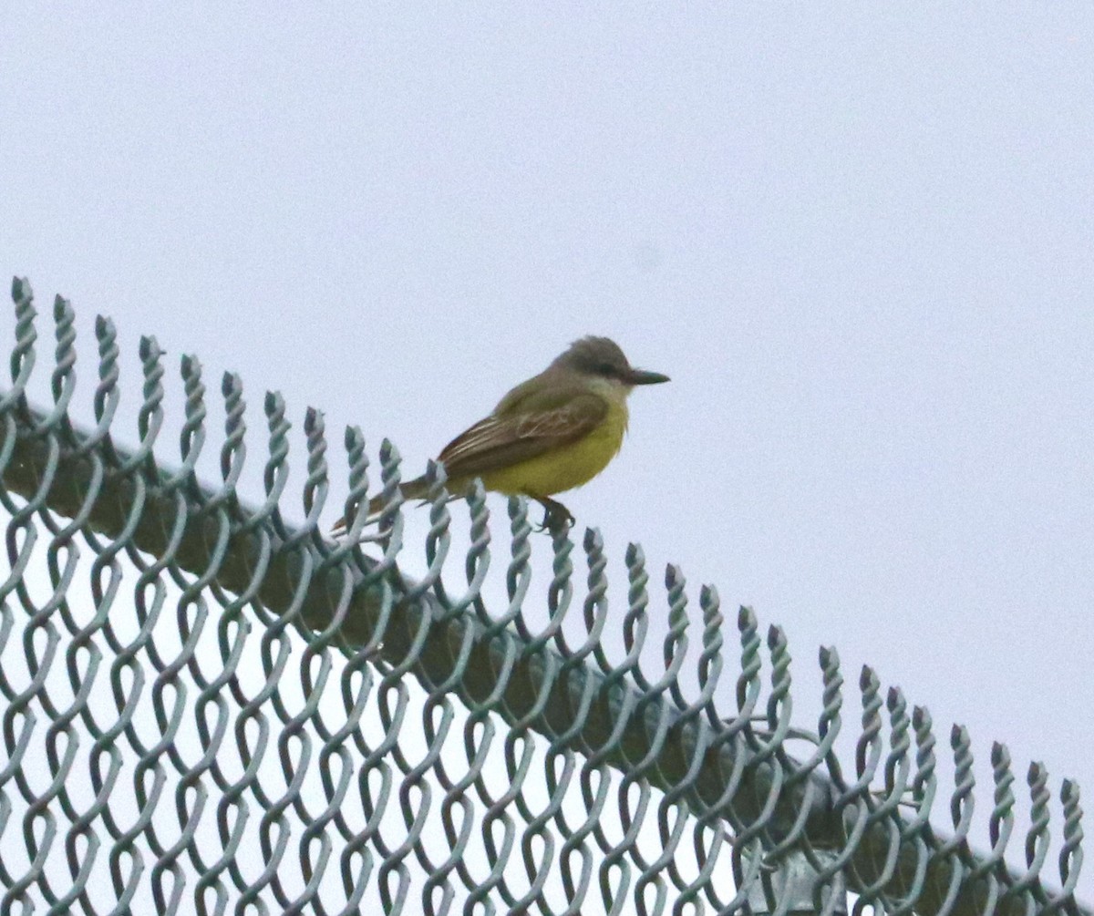 eBird Checklist 16 Oct 2023 Erie Rd. and Public Beach Access 22