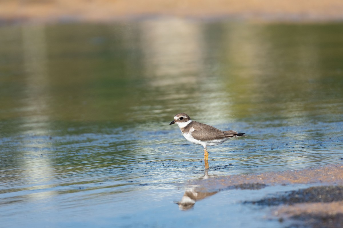 Common Ringed Plover - ML610023458