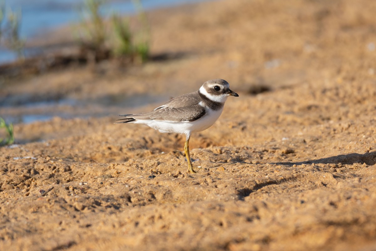 Common Ringed Plover - ML610023460