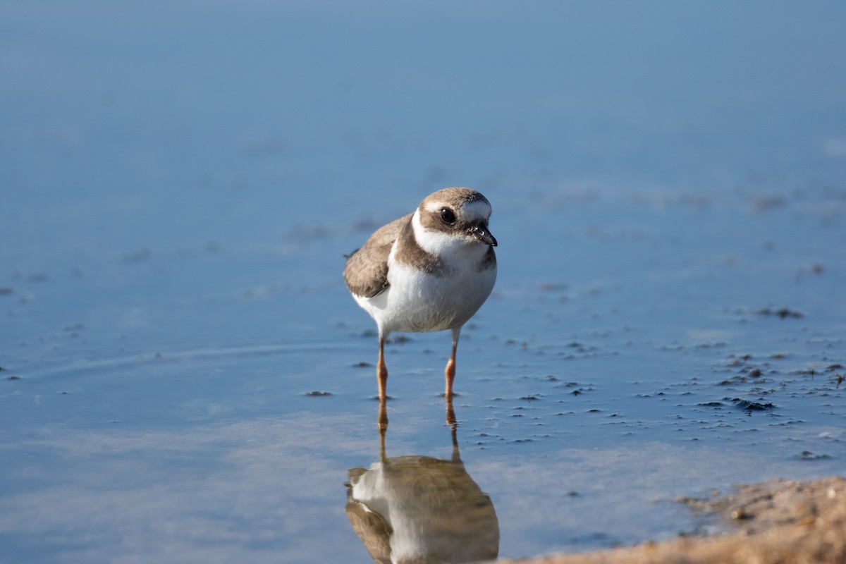 Common Ringed Plover - ML610023466