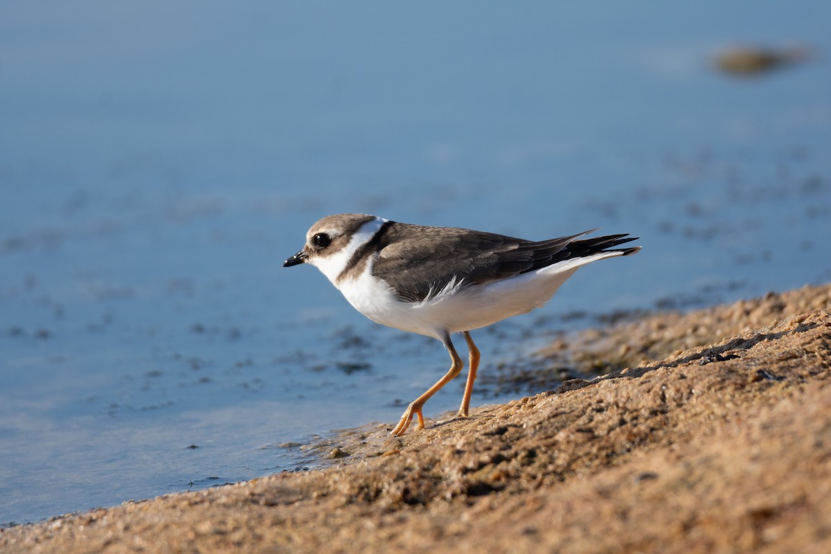 Common Ringed Plover - ML610023473