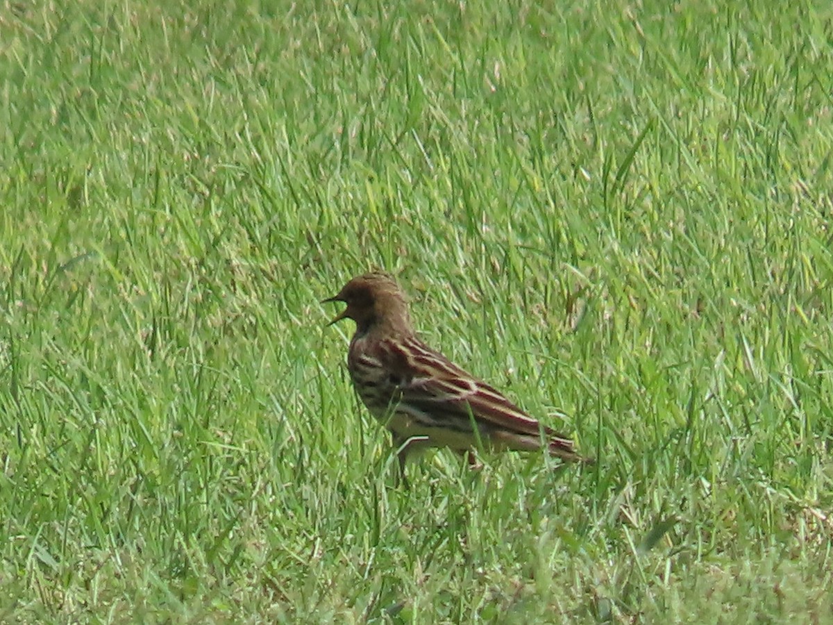 Red-throated Pipit - ML610023504