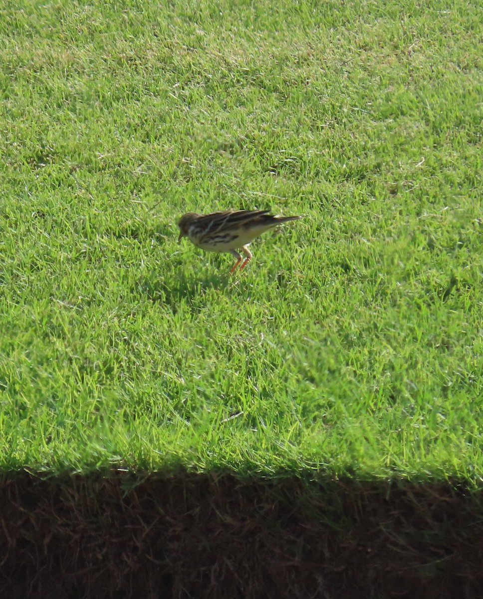 Red-throated Pipit - ML610023626