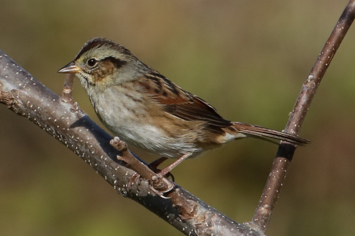 Swamp Sparrow - ML610023784