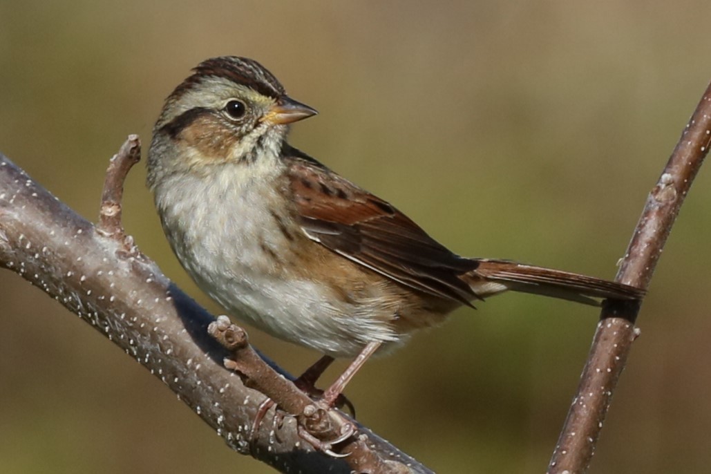 Swamp Sparrow - ML610023786
