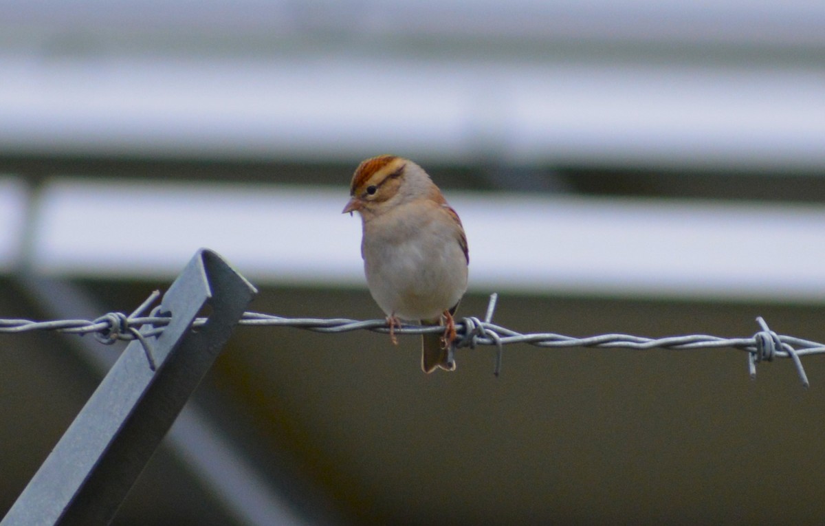 Chipping Sparrow - ML610024239