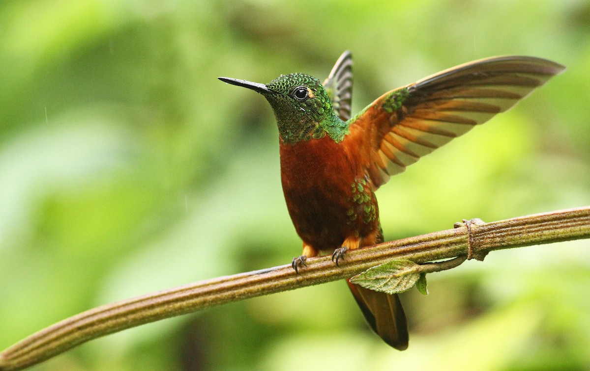 kolibřík peruánský - ML61002441