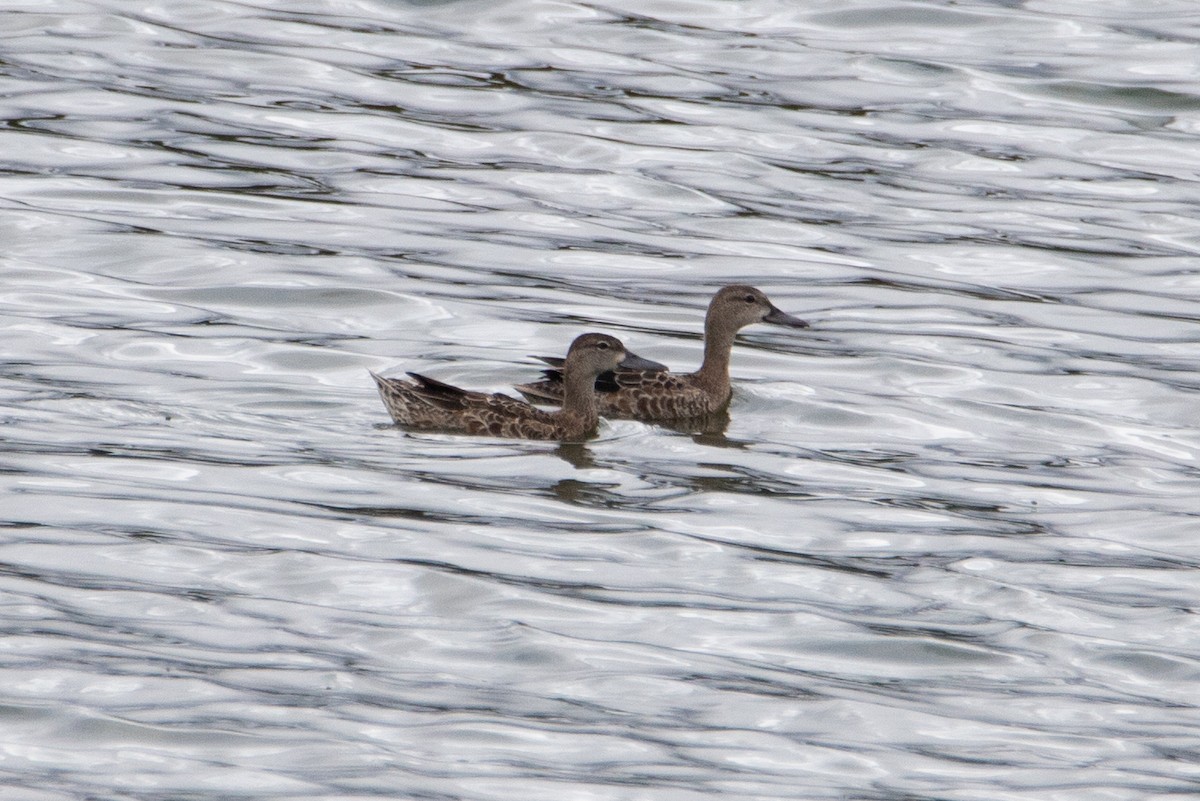 eBird Checklist 16 Oct 2023 Rochester WTP (CLOSED ON WEEKENDS