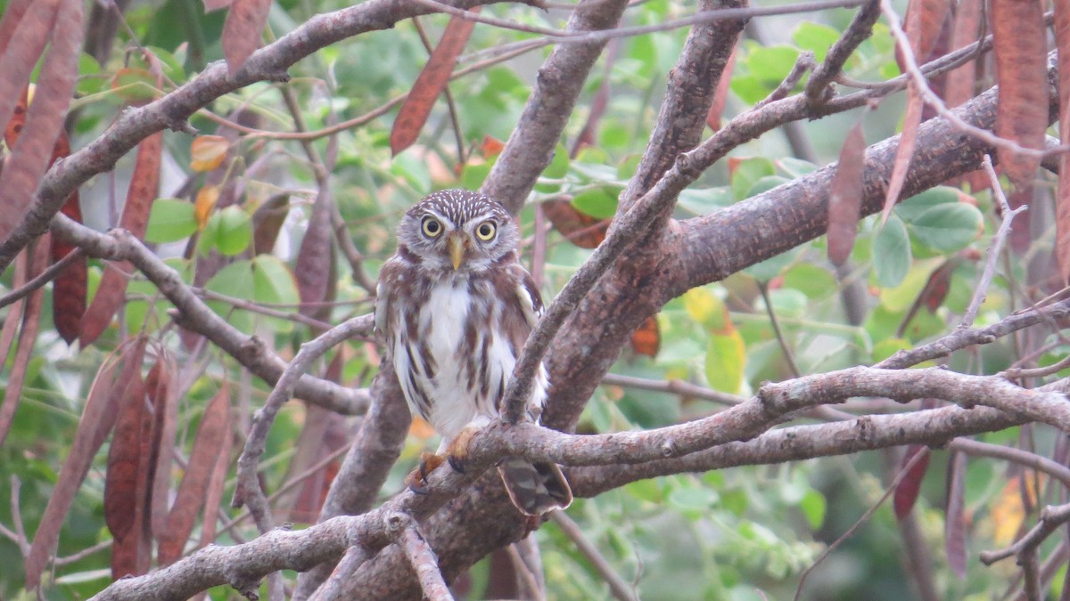 Peruvian Pygmy-Owl - ML610025184
