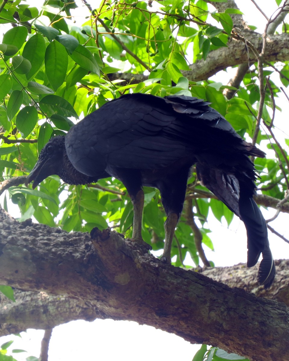 Black Vulture - ML610025221