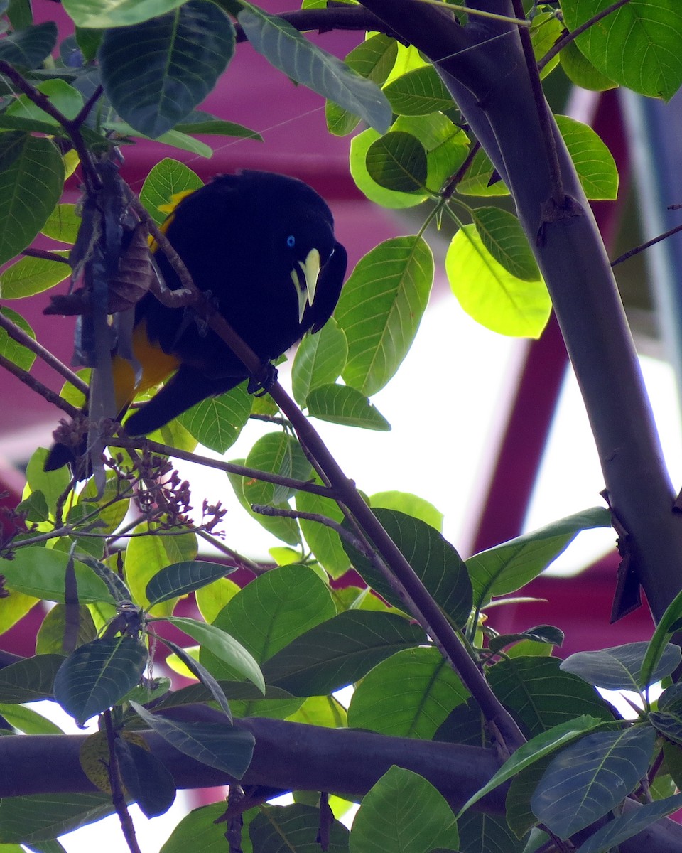Yellow-rumped Cacique - ML610025247