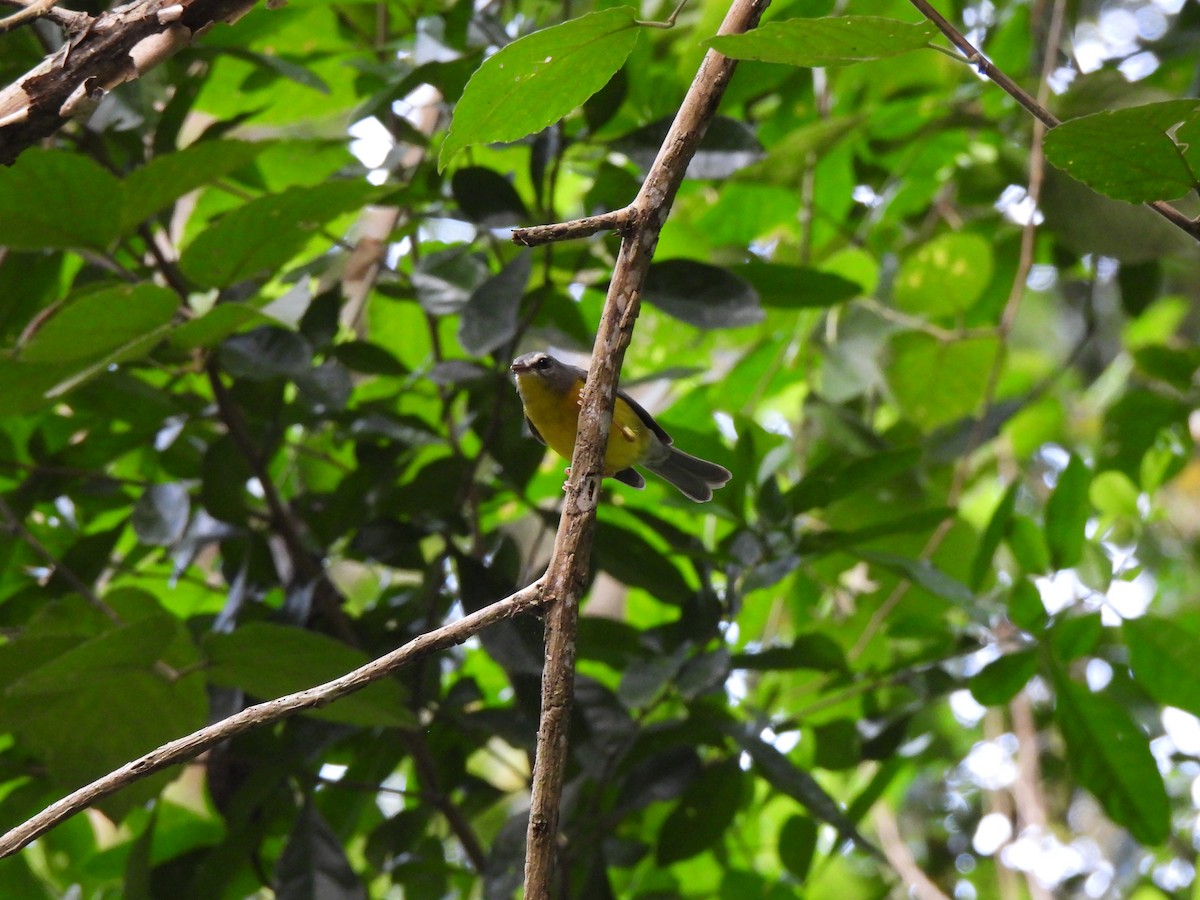 Golden-crowned Warbler - ML610025267