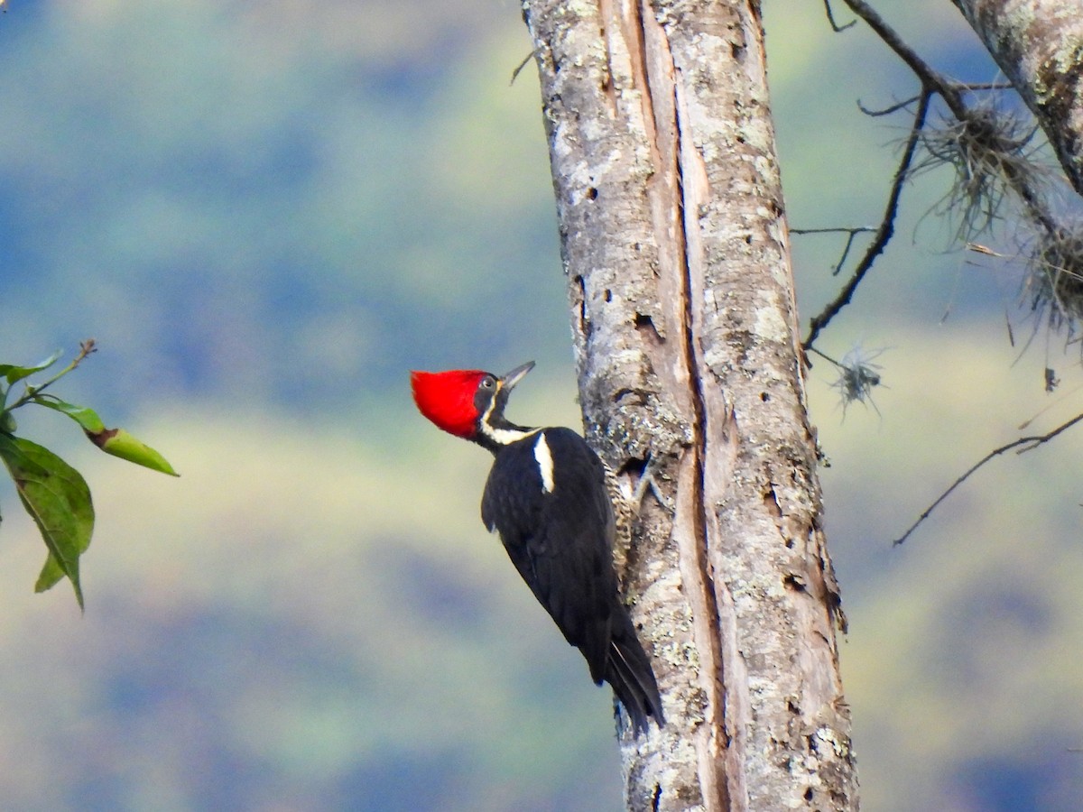 Lineated Woodpecker - ML610025690