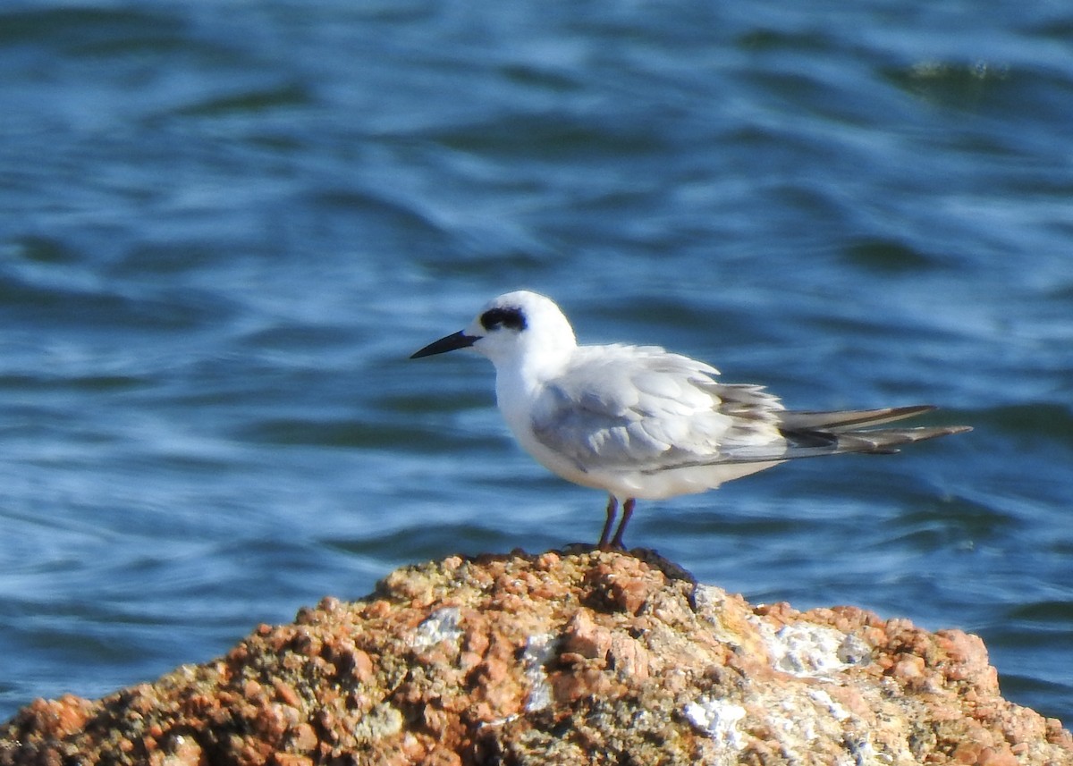 Forster's Tern - Betsy McCully