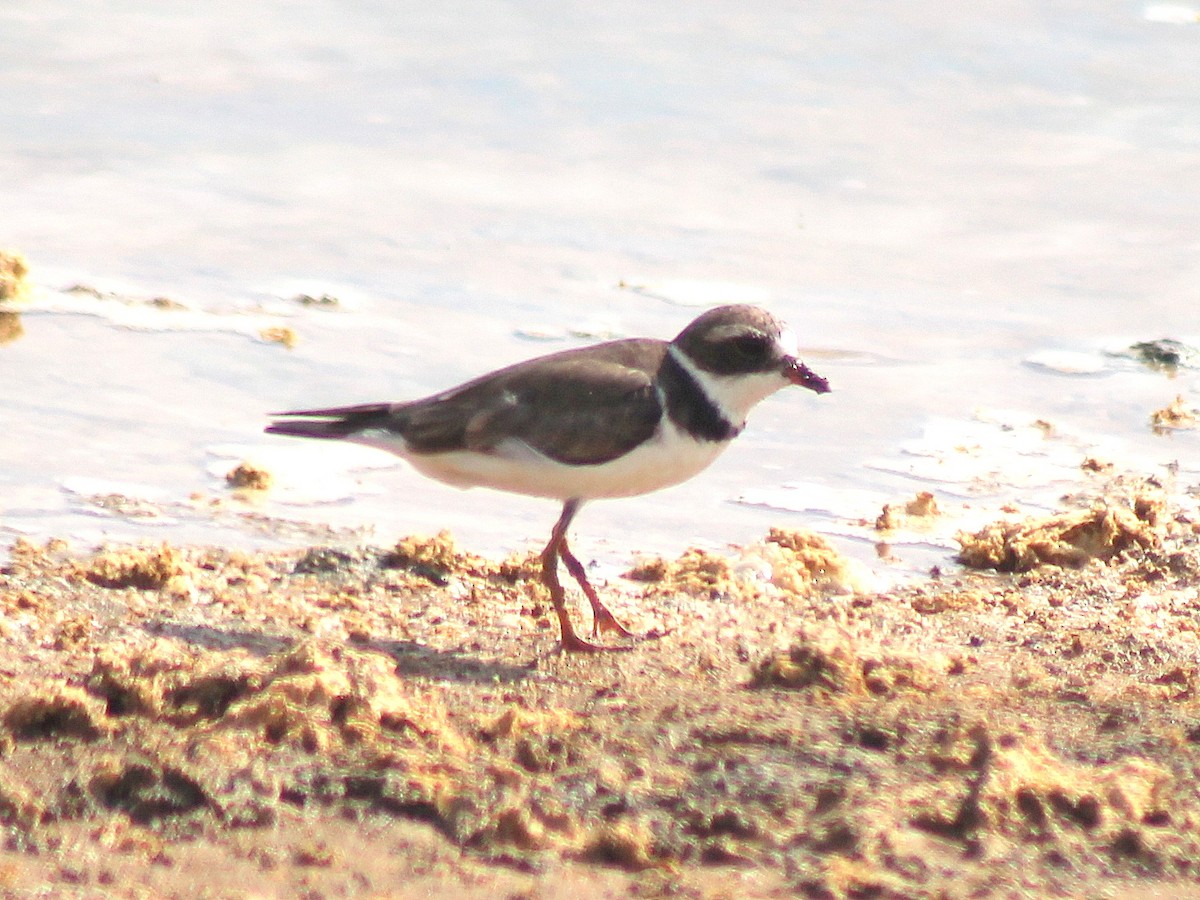 Semipalmated Plover - ML610025941