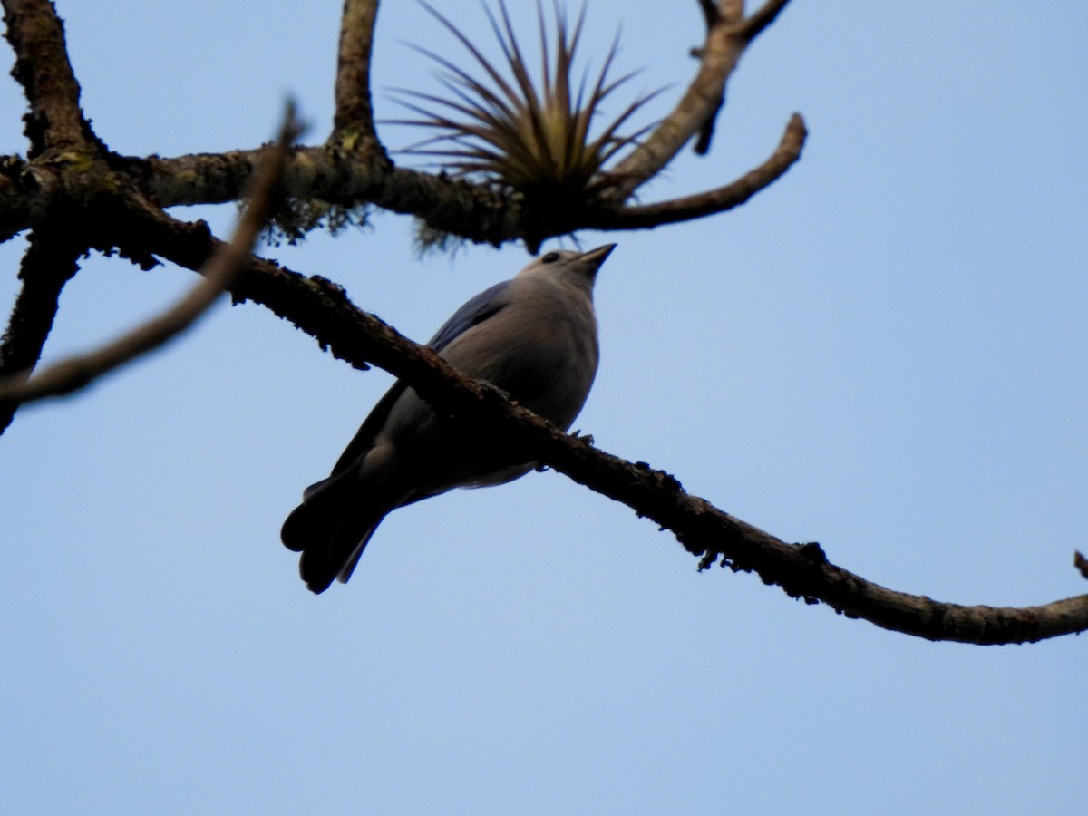 Blue-gray Tanager - ML610025944