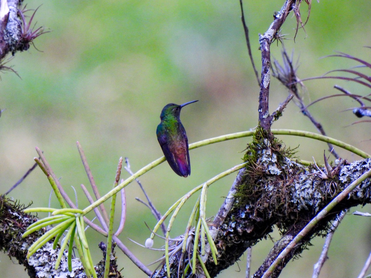 Rufous-tailed Hummingbird - Wilson Ortega