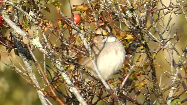 White-throated Sparrow - ML610026120