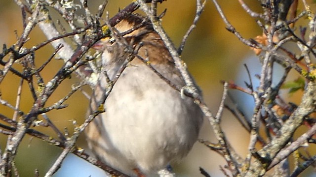 White-throated Sparrow - ML610026124