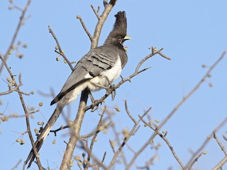  - White-bellied Go-away-bird