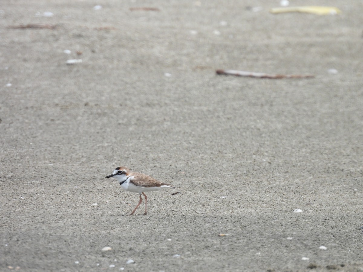 Collared Plover - ML610026213