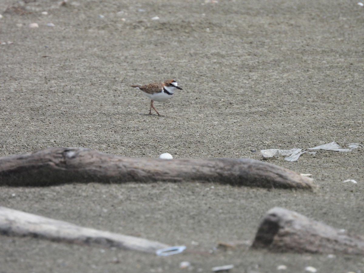 Collared Plover - ML610026214