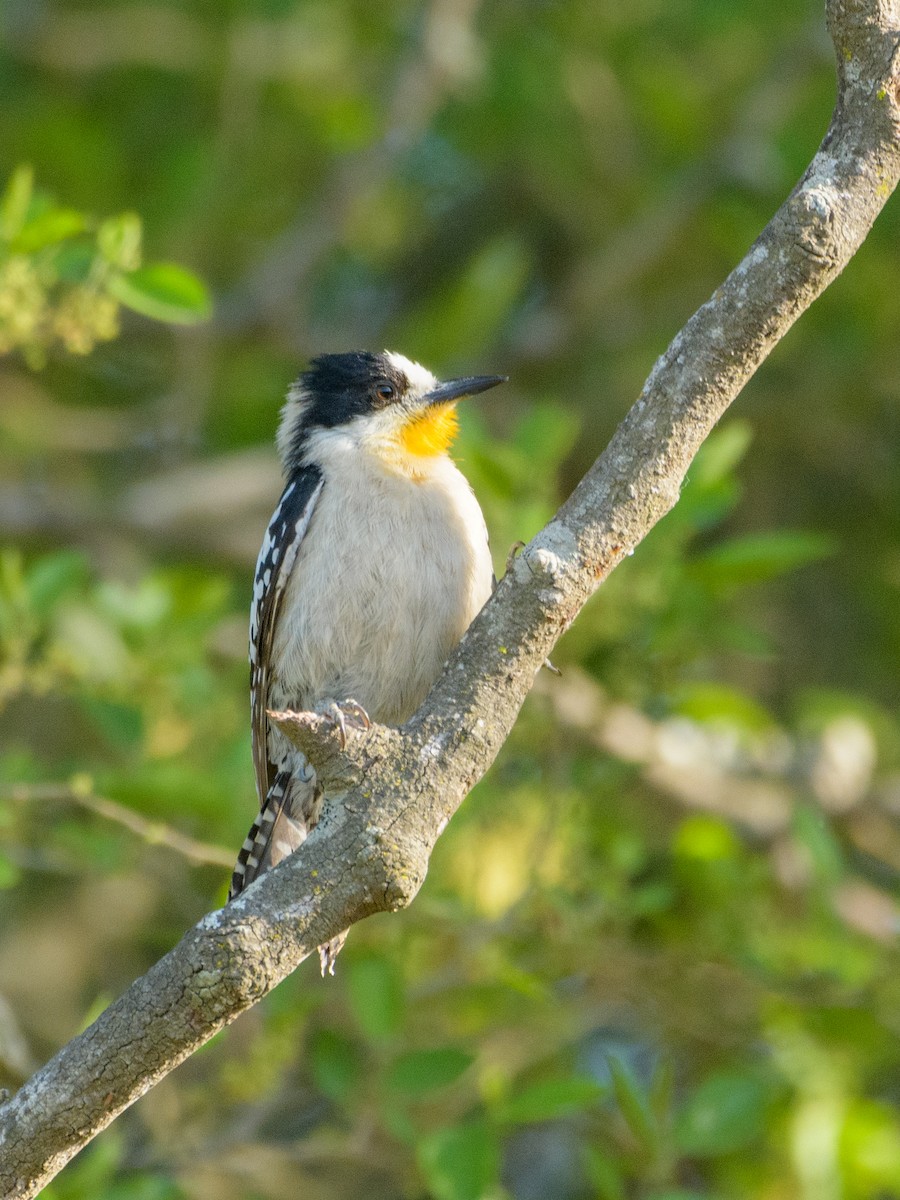 White-fronted Woodpecker - ML610026295