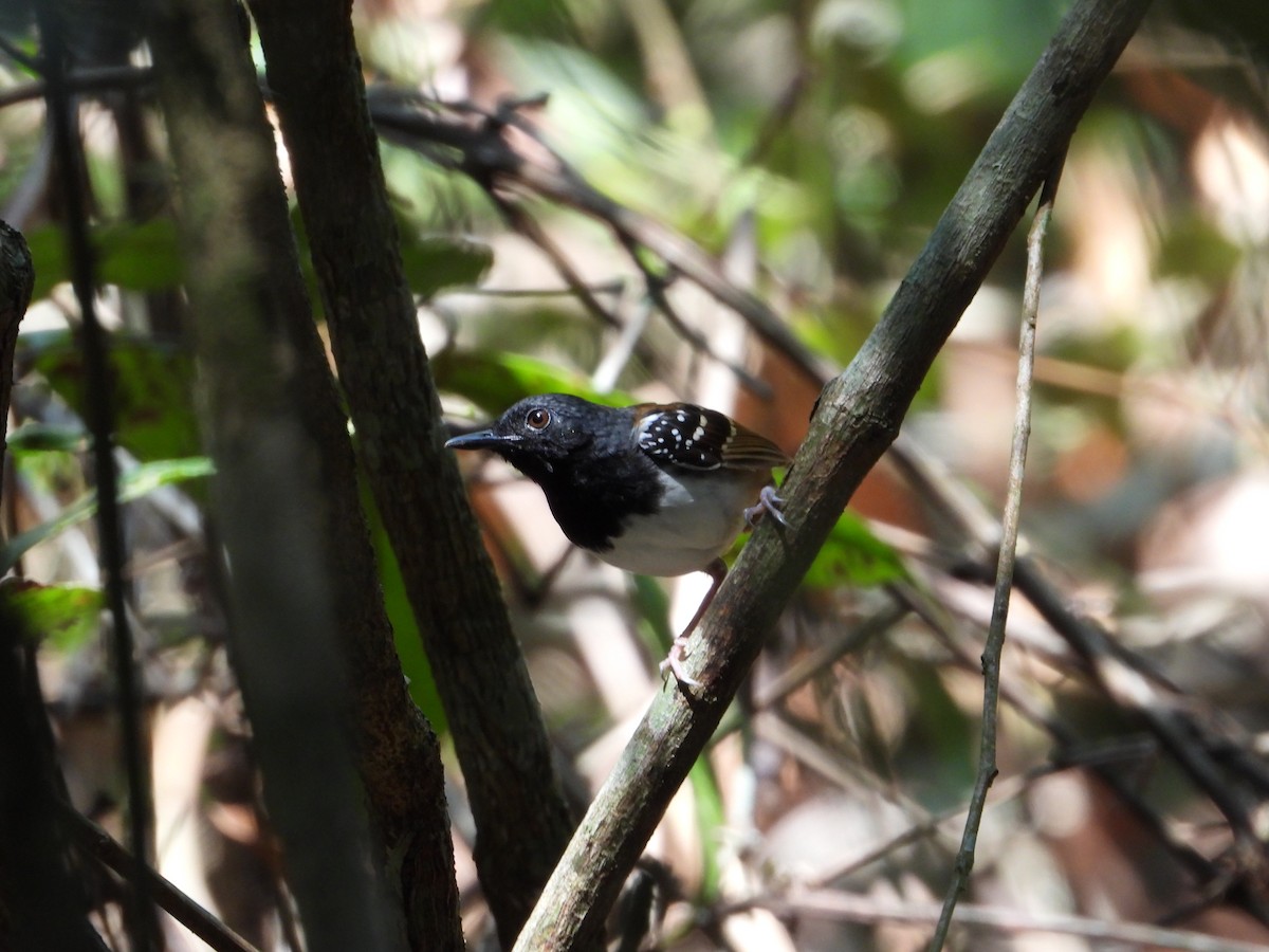Chestnut-tailed Antbird (pallens) - ML610026578