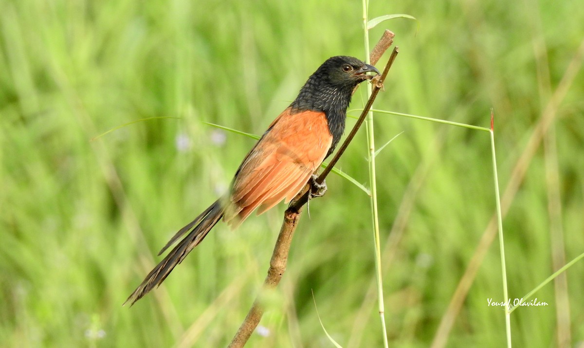 eBird Checklist 15 Oct 2023 Karippal para 42 species (+1 other taxa)