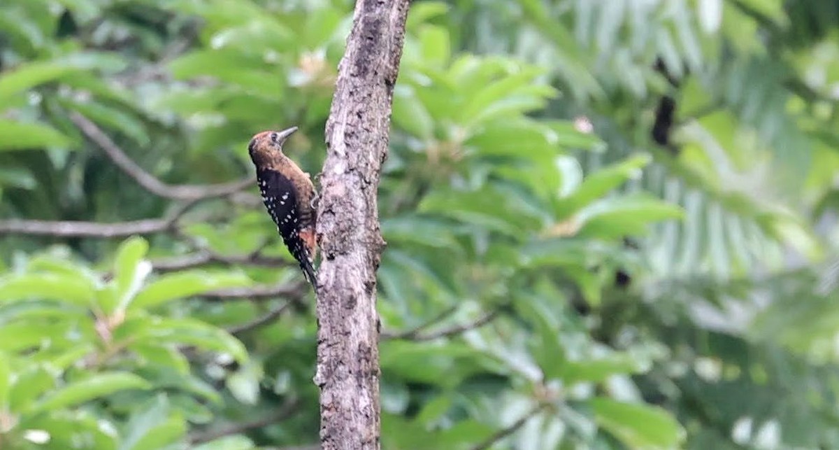 Rufous-bellied Woodpecker - Deepanshu Chaudhary