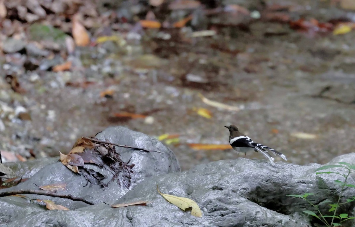 Spotted Forktail - ML610026973