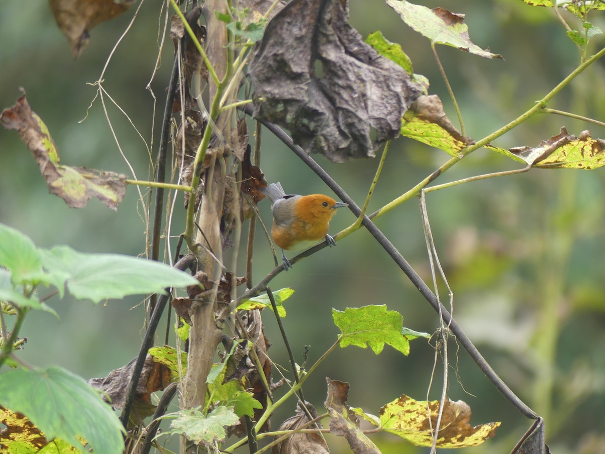 Rufous-chested Tanager - ML610027174