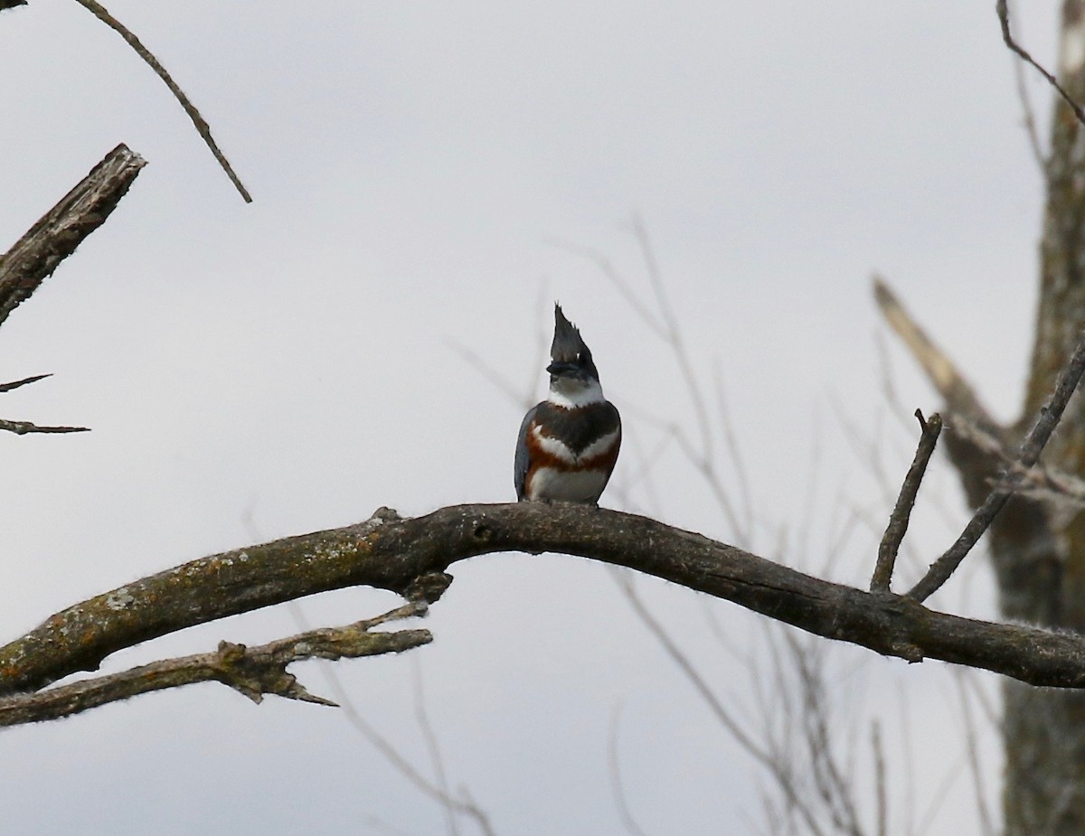 Belted Kingfisher - ML610027370