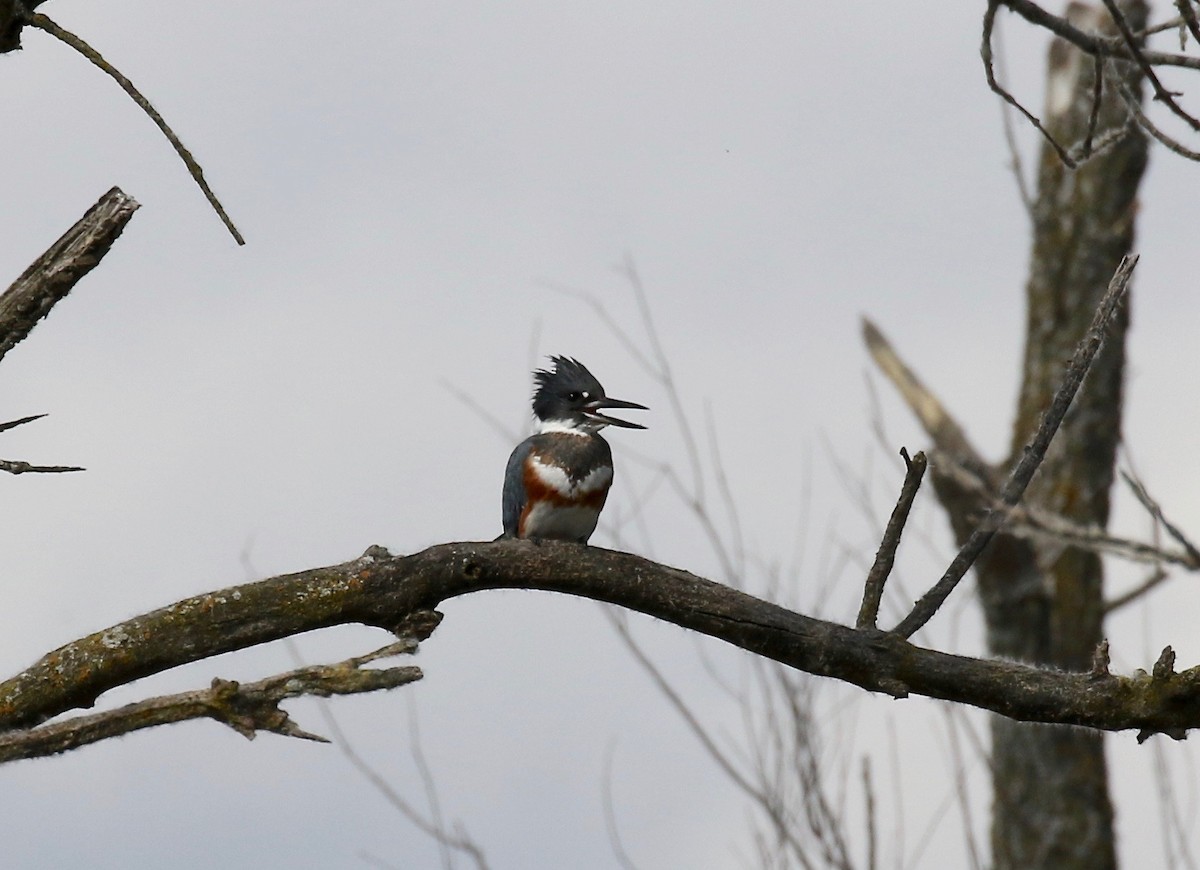 Belted Kingfisher - ML610027371