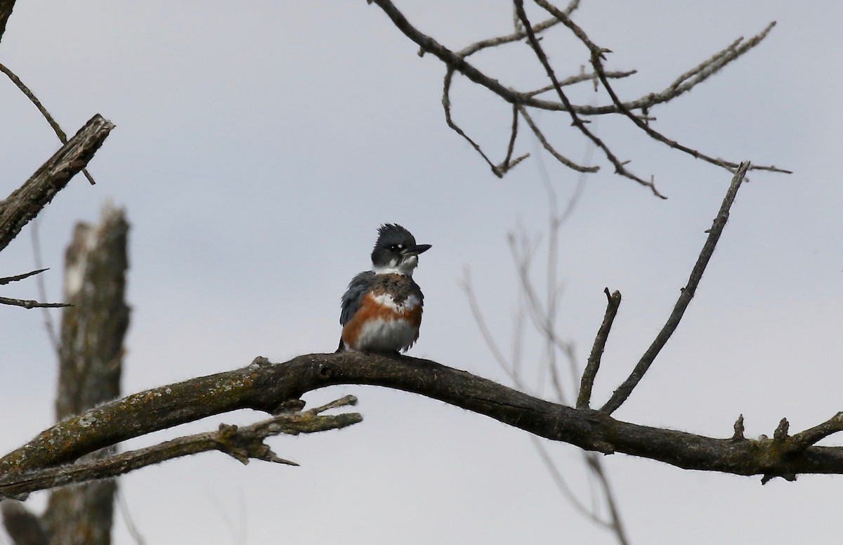 Belted Kingfisher - ML610027376