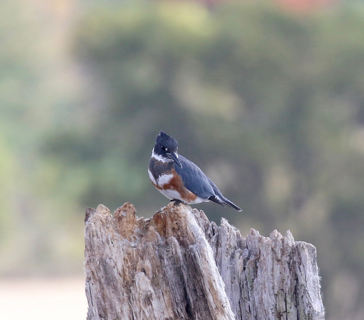 Belted Kingfisher - ML610027378