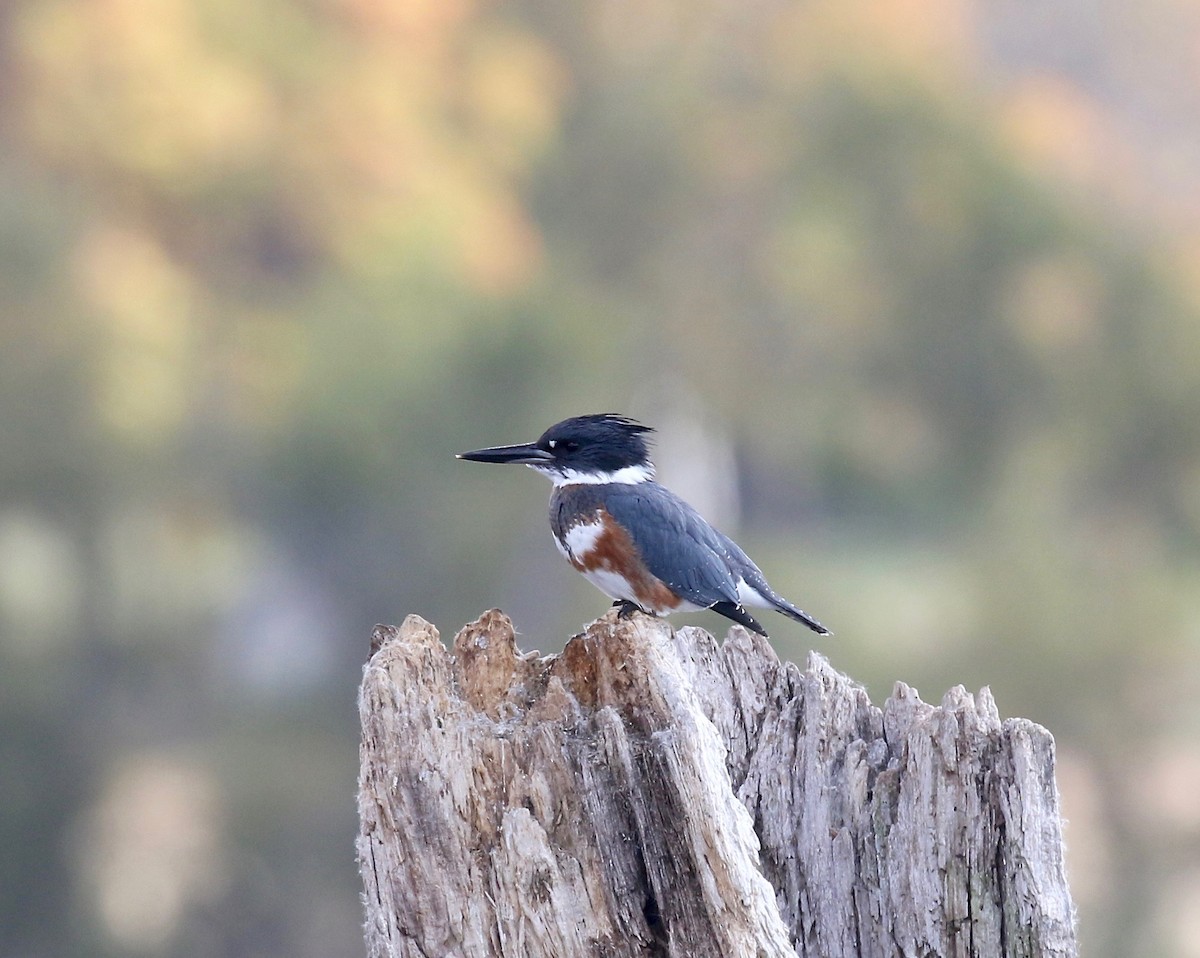Belted Kingfisher - ML610027380