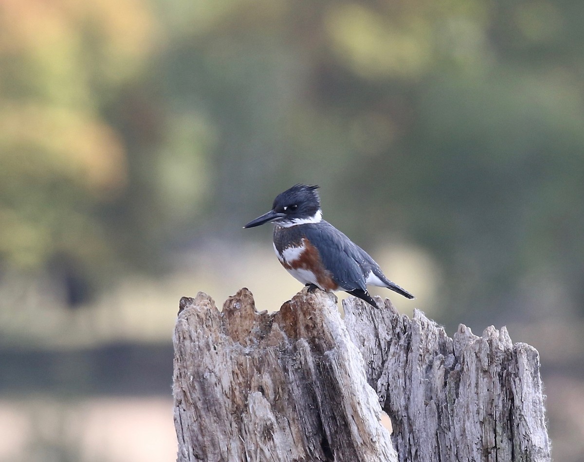 Belted Kingfisher - ML610027381