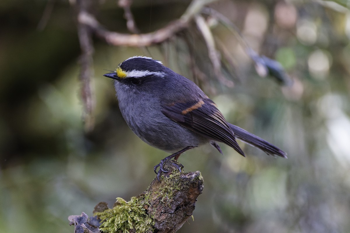 Crowned Chat-Tyrant - ML610027483