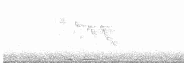 Eurasian Collared-Dove - ML610027699