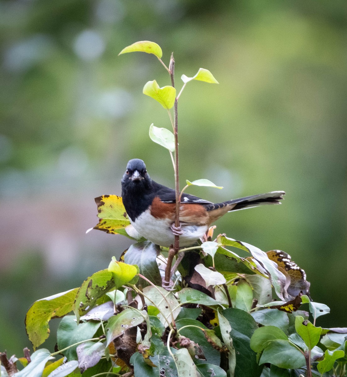 Eastern Towhee - Frank Guenther